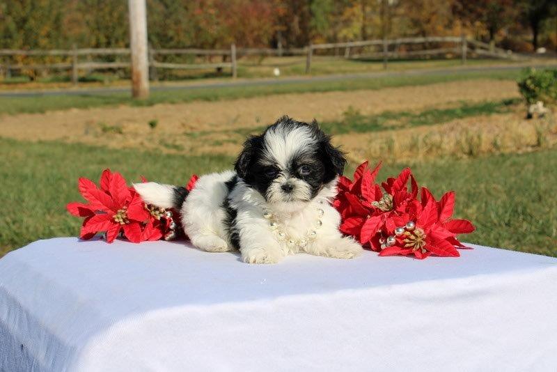 puppy, for, sale, Mal - Shi, Matthew B. Stoltzfus, dog, breeder, Gap, PA, dog-breeder, puppy-for-sale, forsale, nearby, find, puppyfind, locator, puppylocator, aca